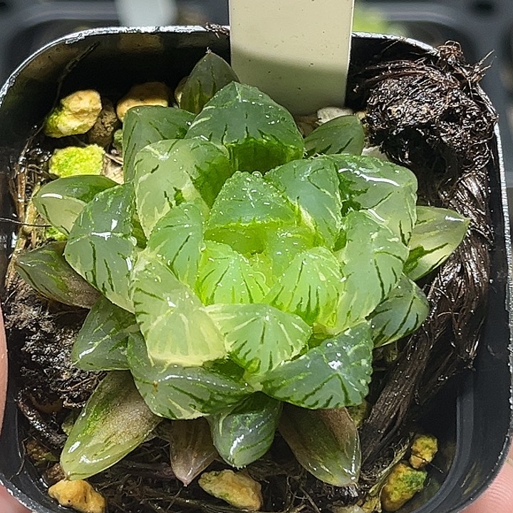 48龙鳞玉露锦头家多肉十二卷