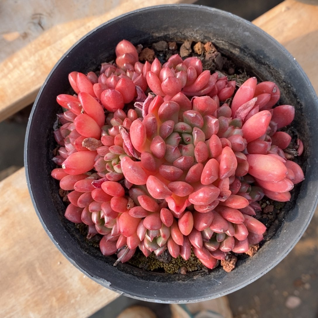 精品多肉一物一拍不包整86