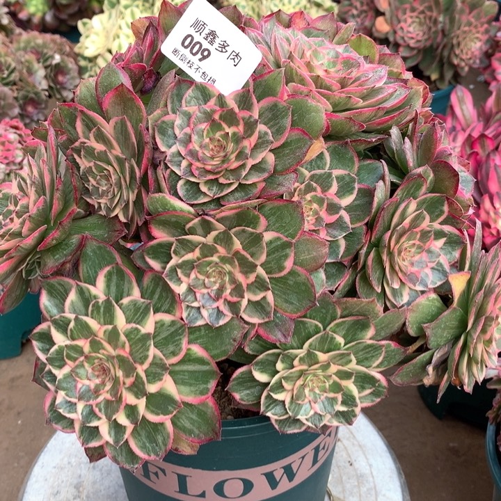 009莲花座多肉植物