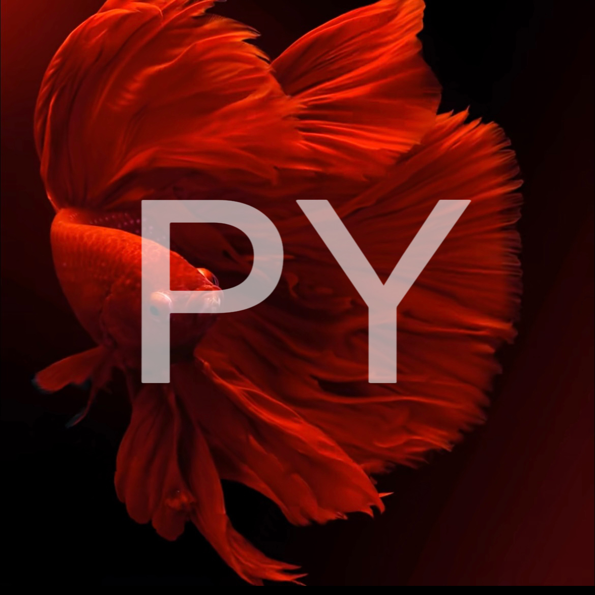 C1（1-24）泰国斗鱼小型热带鱼观赏鱼（直播间选鱼）