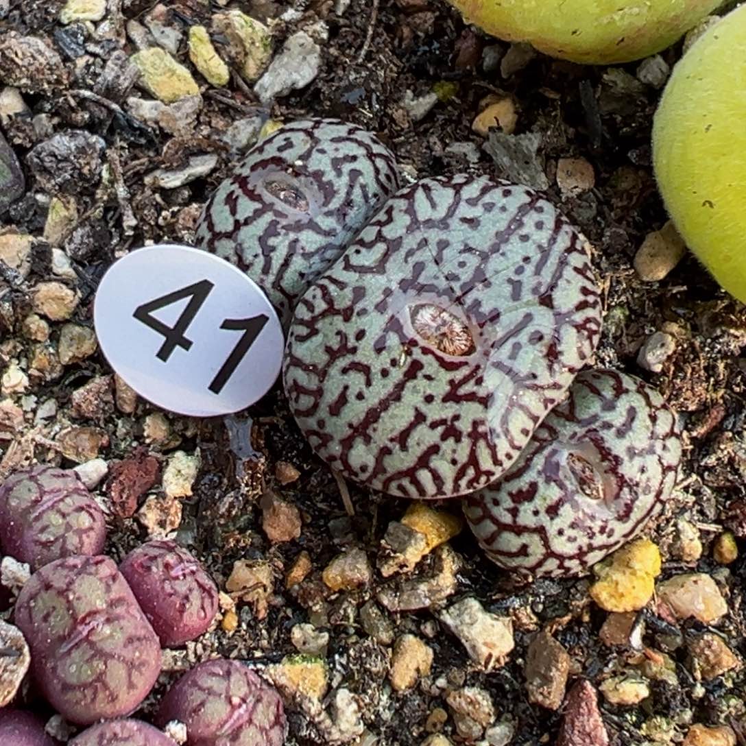 多肉植物1111111111111