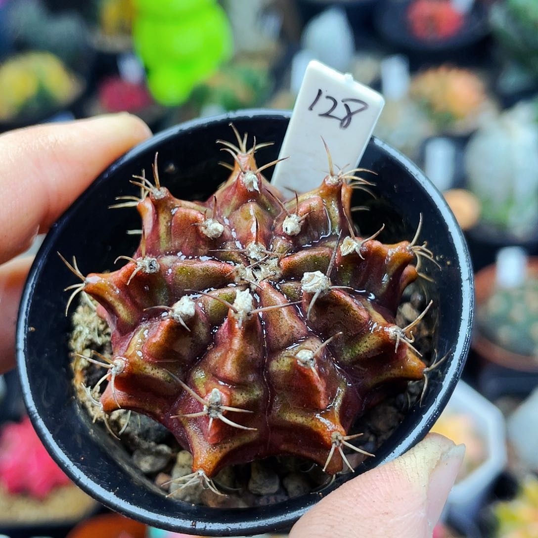 非偏远地区满25包邮仙人球