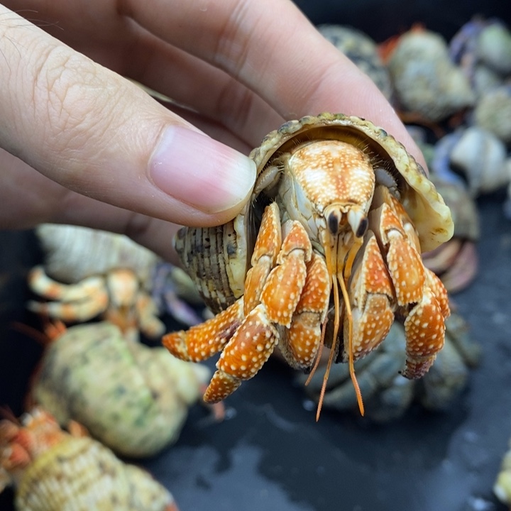 白头橘身斐济草莓