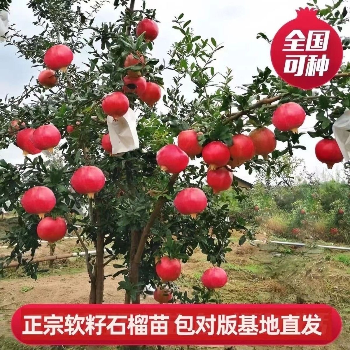 软籽石榴树树苗盆栽庭院果树耐寒无籽甜石榴苗