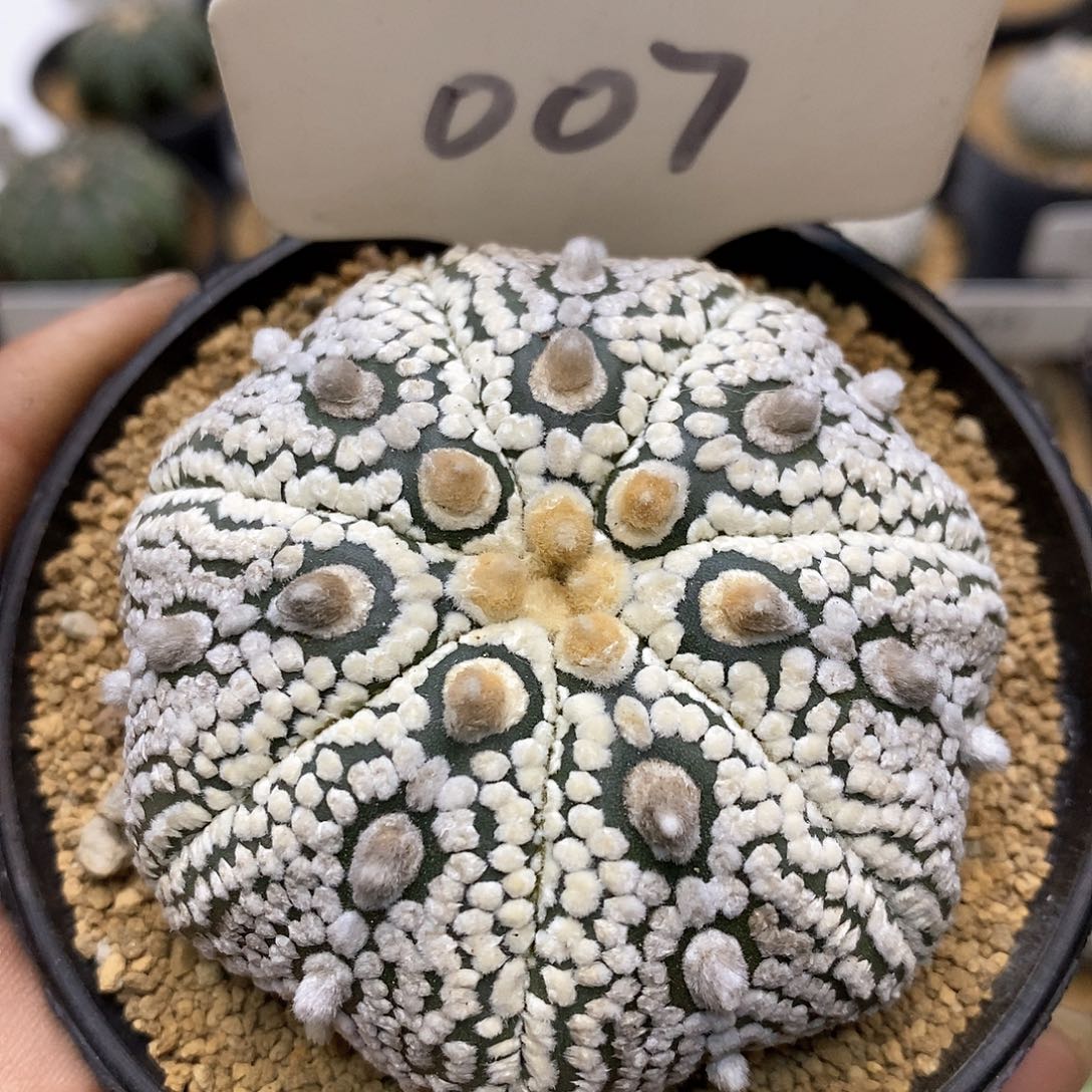 奇迹福利了特价来了福利