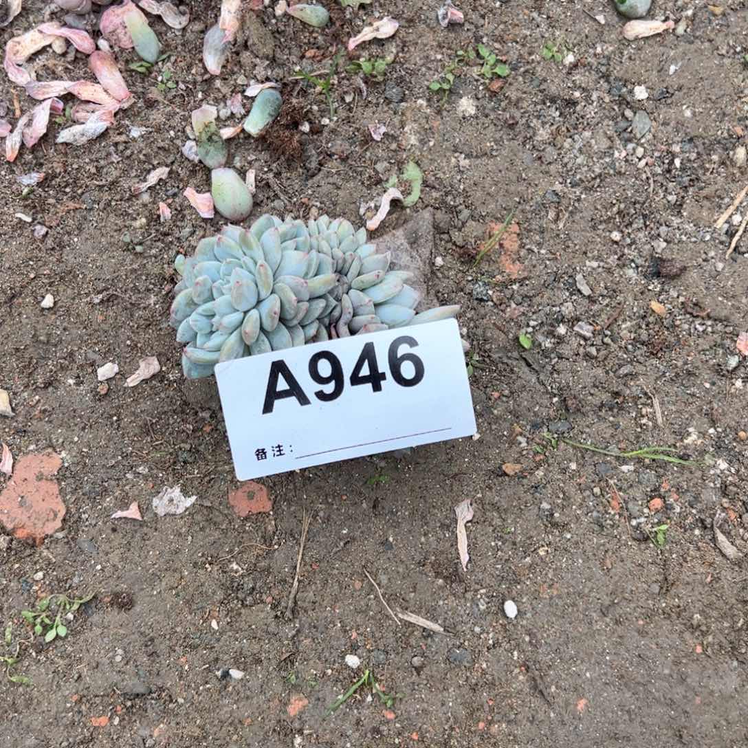 G***霞946多肉多肉多肉多肉多肉