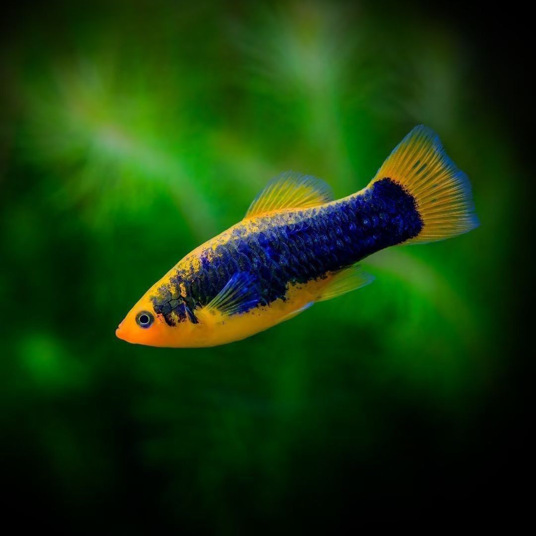 陕西发货胎生鱼金头月光闯缸皮实耐养群游互动性好热带淡水小型鱼