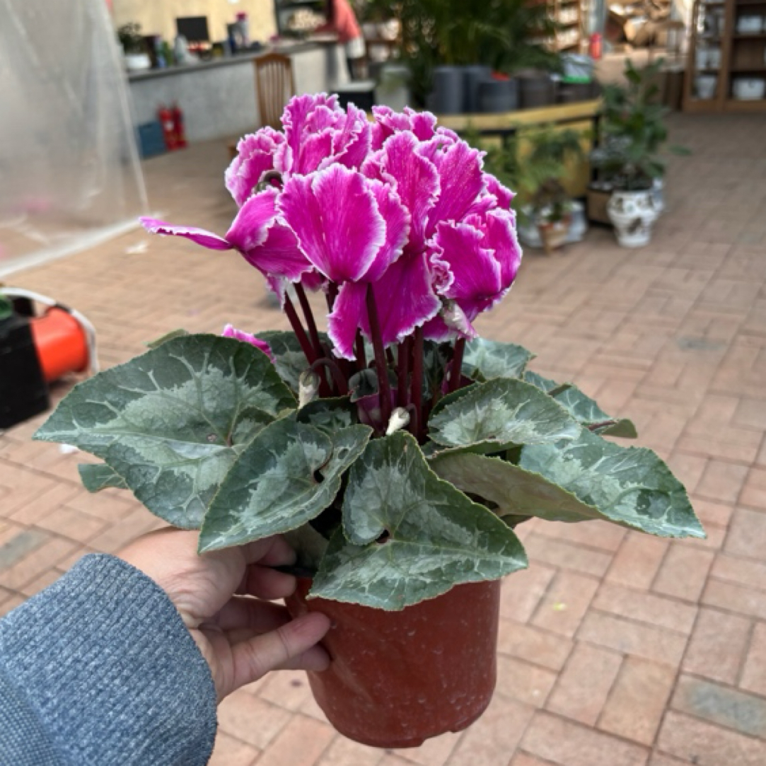 紫色白边皱边稀有品种公主粉仙客来盆栽四季开花好养活耐高温颜色亮花期长