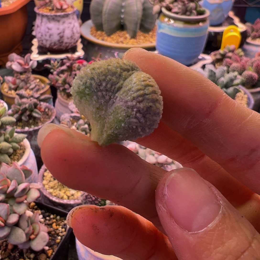 简***单好吧好嘛好吧我的天