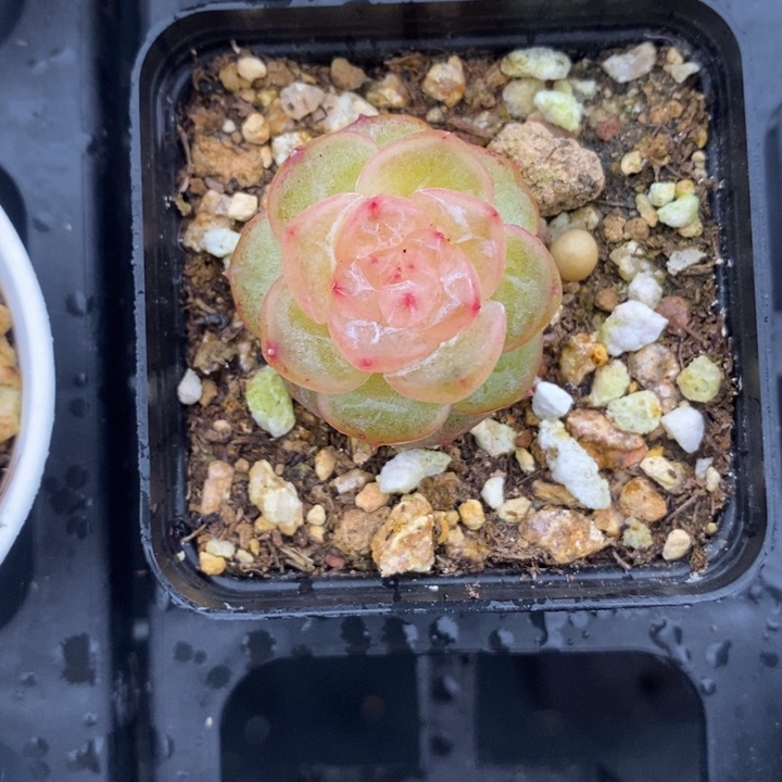 1015 多肉 多肉 12.13