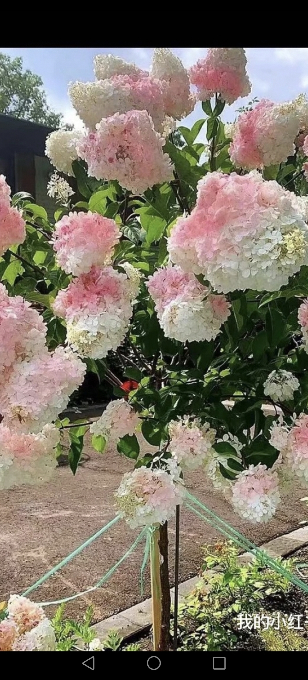 香草草莓绣球棒棒糖（铁岭原土原盆发货）