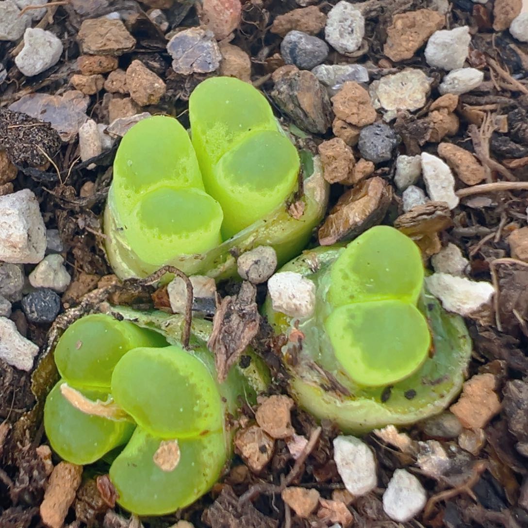 36多肉植物百科知识