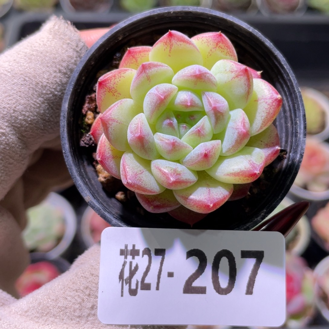 花利美27-207白桃汽水