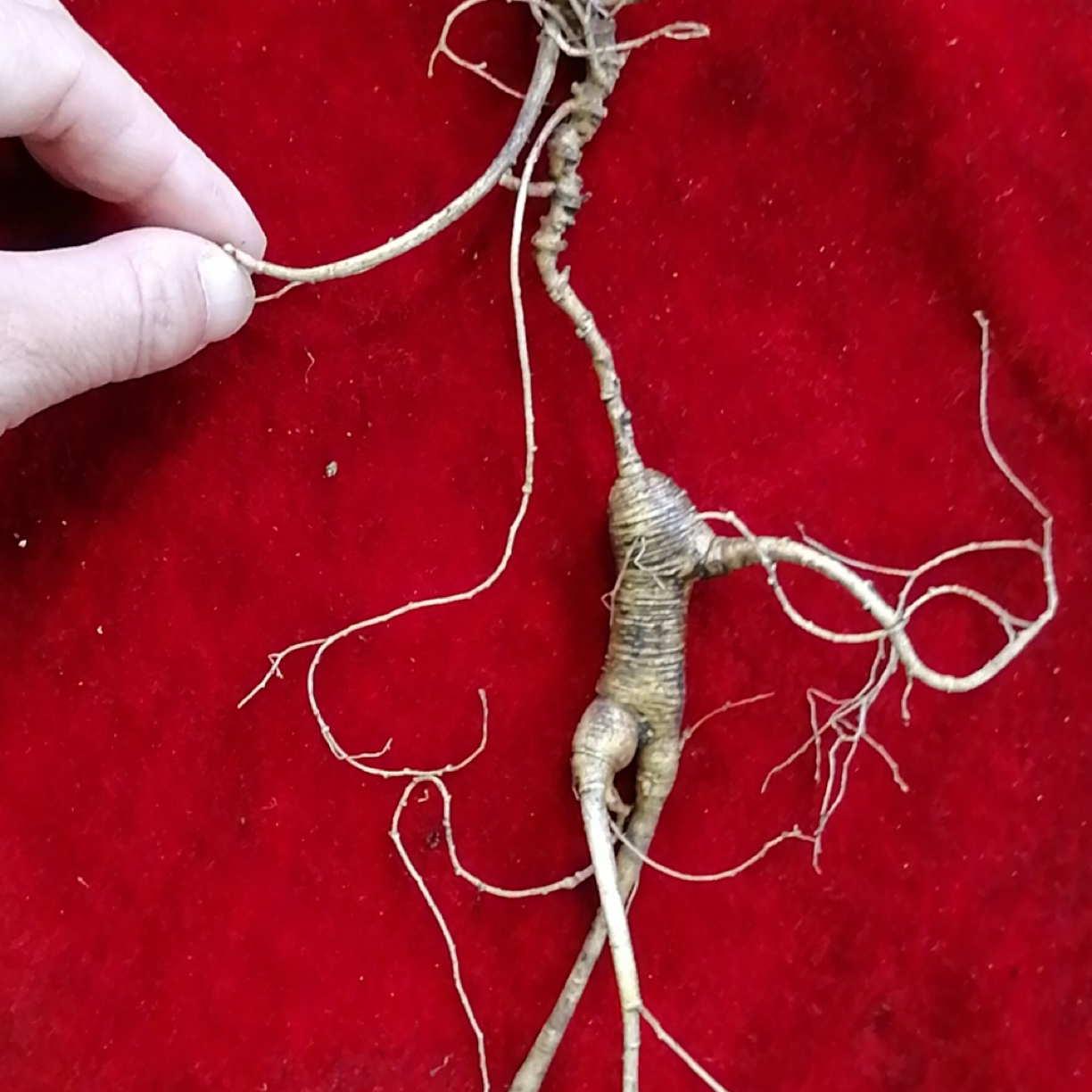 林下籽，鲜参以直播人参实物为准改价链接泡酒煲汤煮粥