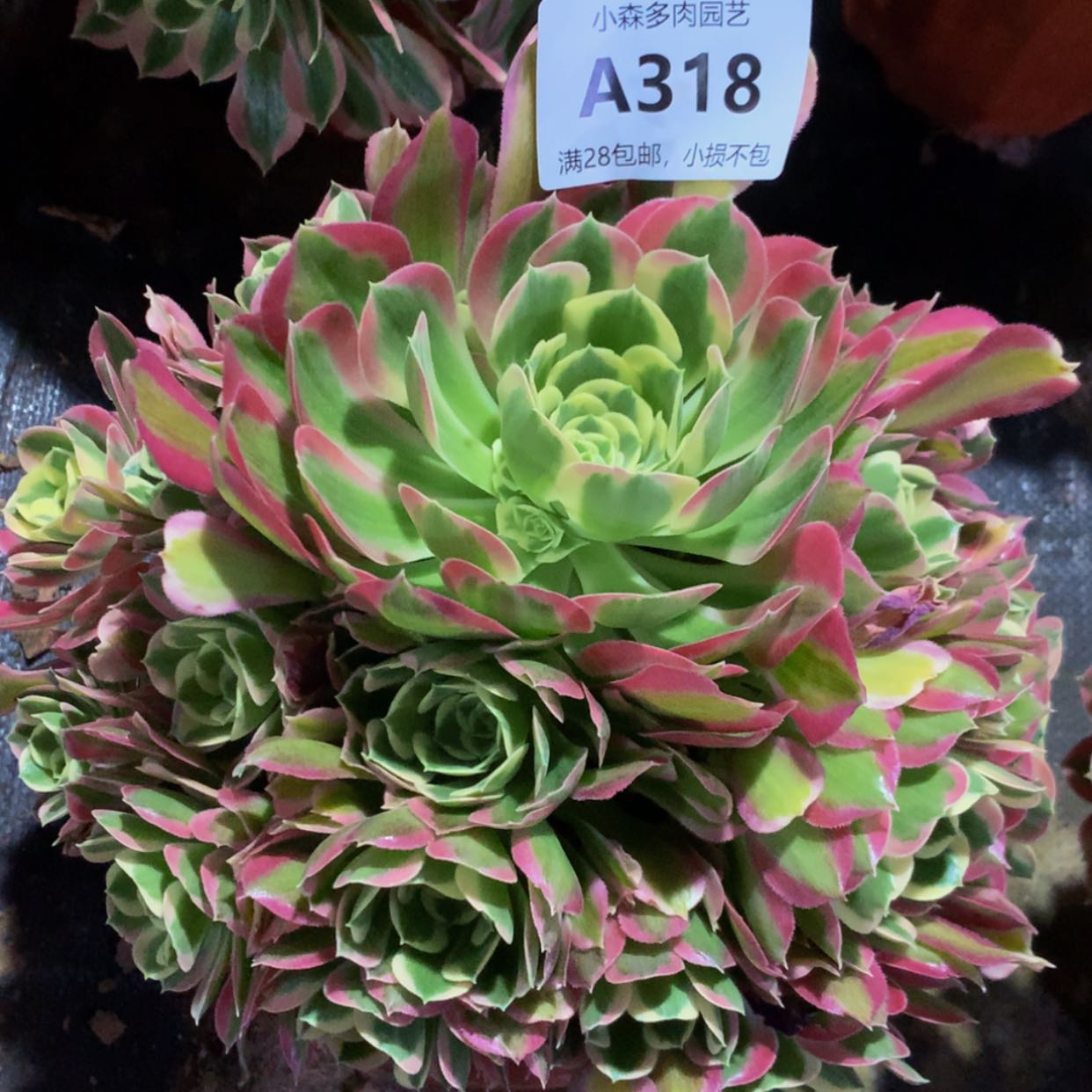 【闪购商品】318白凤多肉