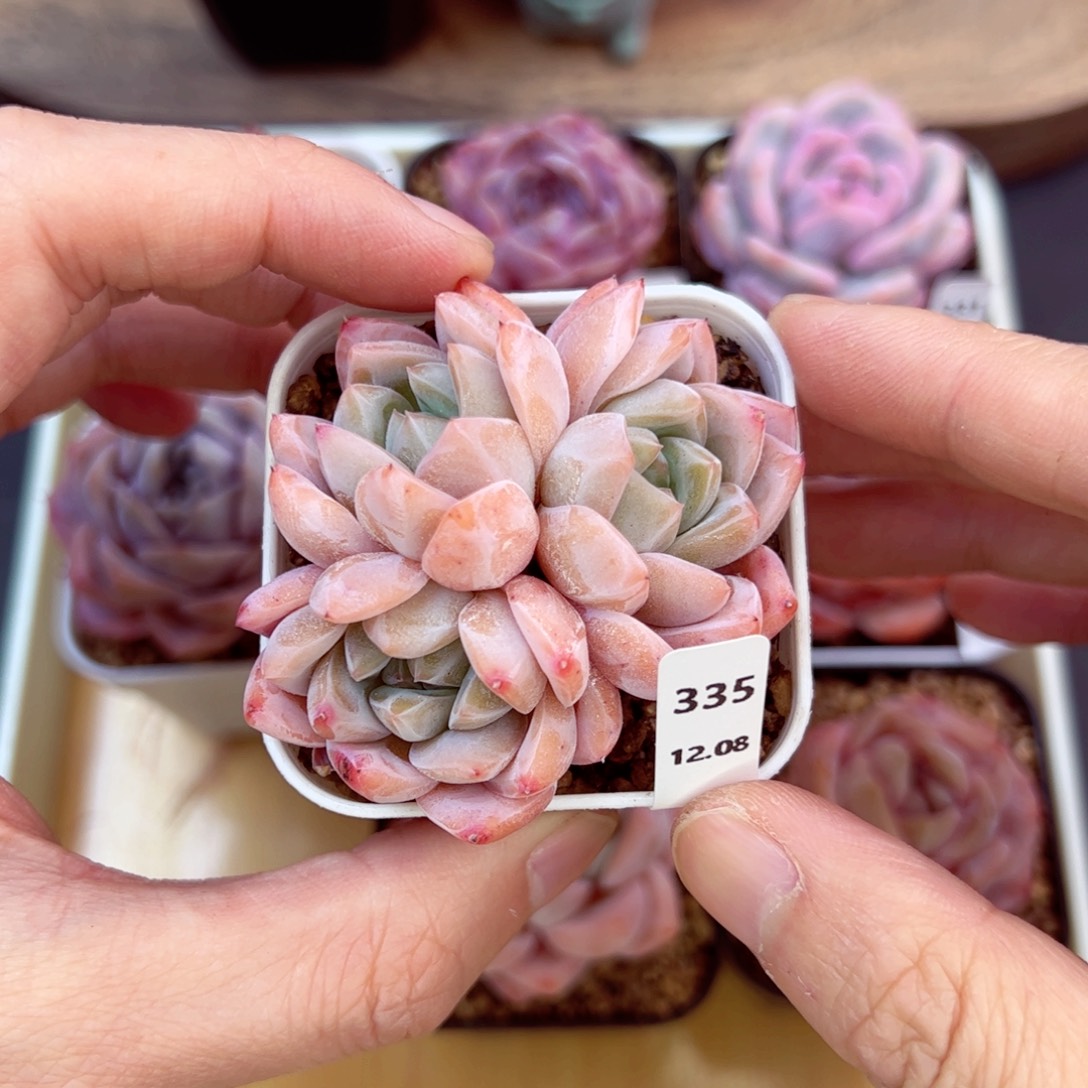 好好看335、哈哈哈哈