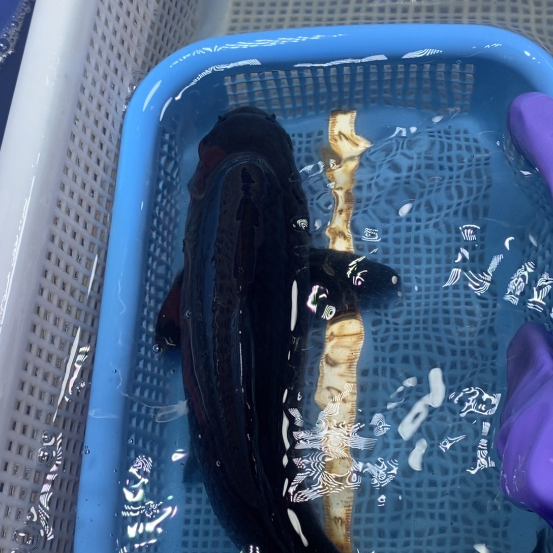 锦鲤冷水锦鲤包邮