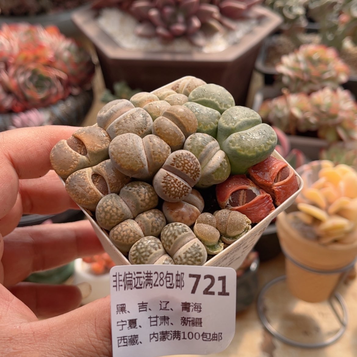 【闪购商品】721屁屁