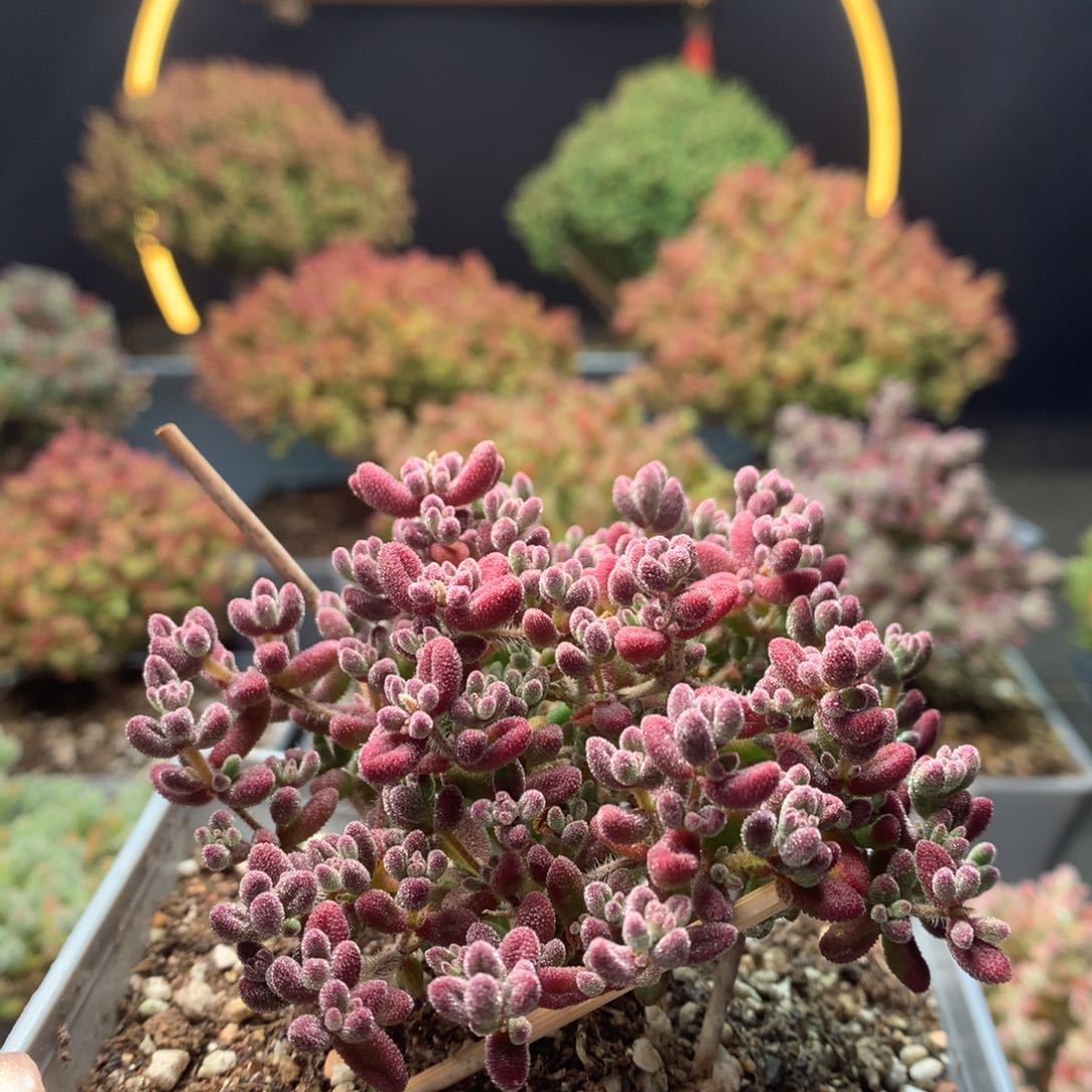 c140红宝石锦枝干番杏