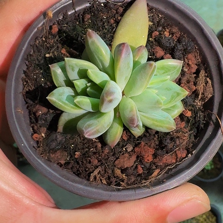 韦斯特曼 叶插 一物一拍