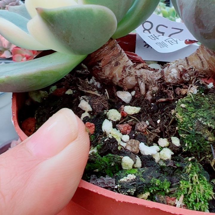 贝加尔湖锦多肉植物多肉植物258