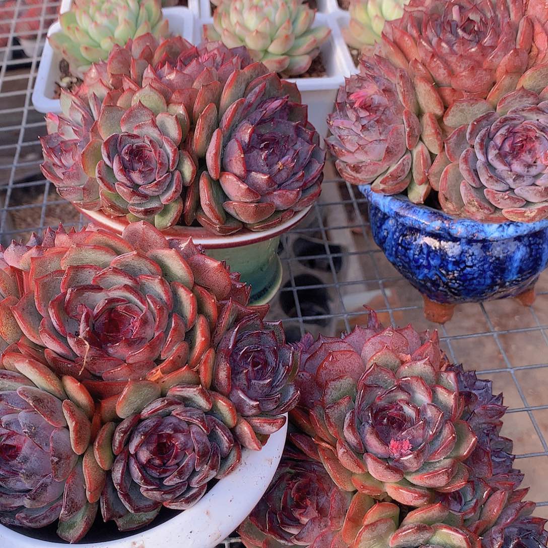 蓝色妖姬45678899900