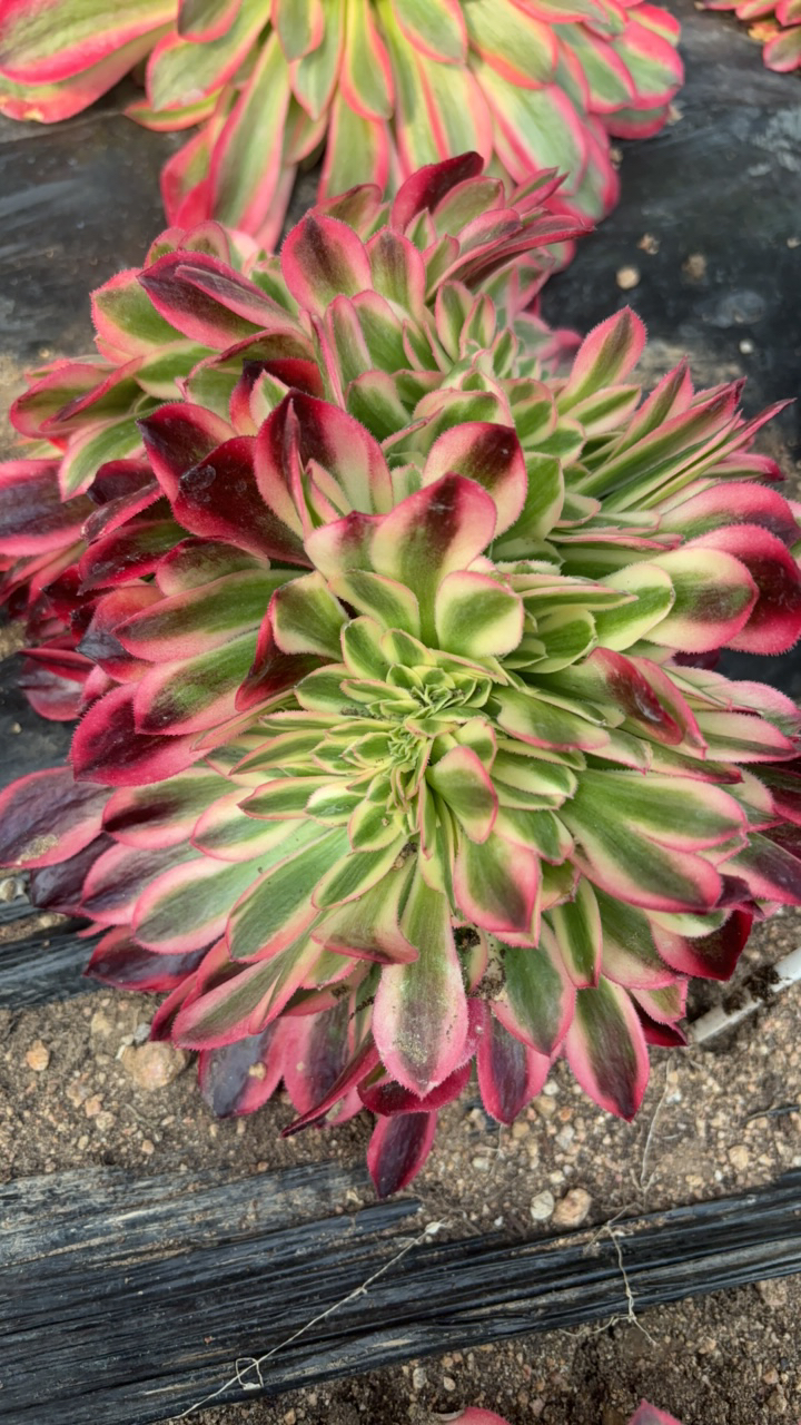 红秀缀植物 多肉植物