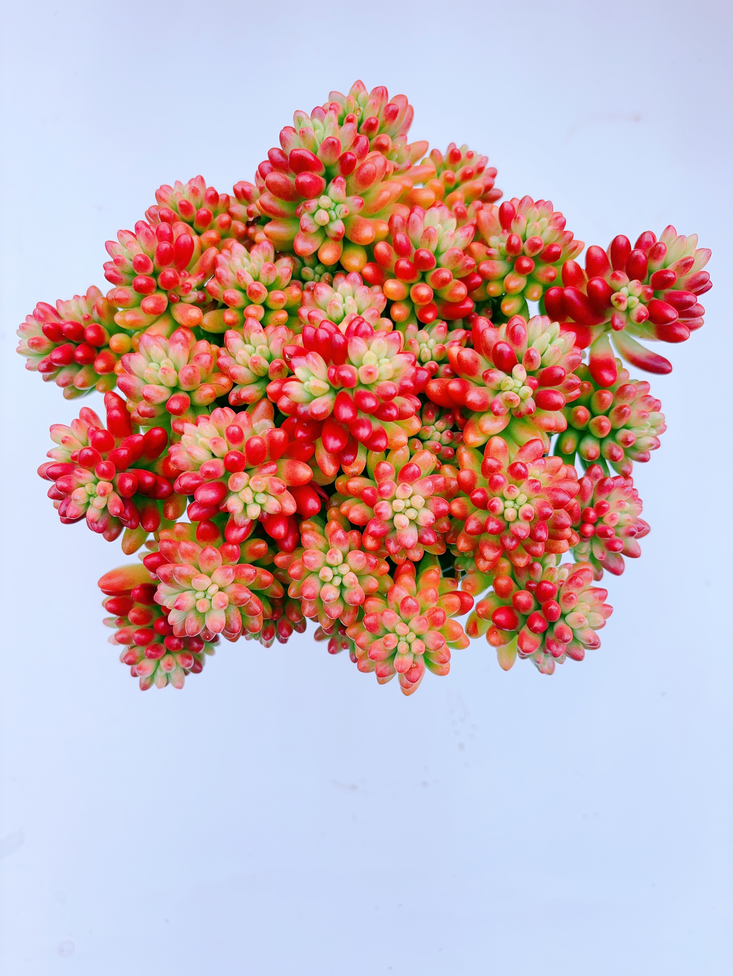 新品 {转运珠}  带盆土发 新手好养活 室内外养金喜多肉