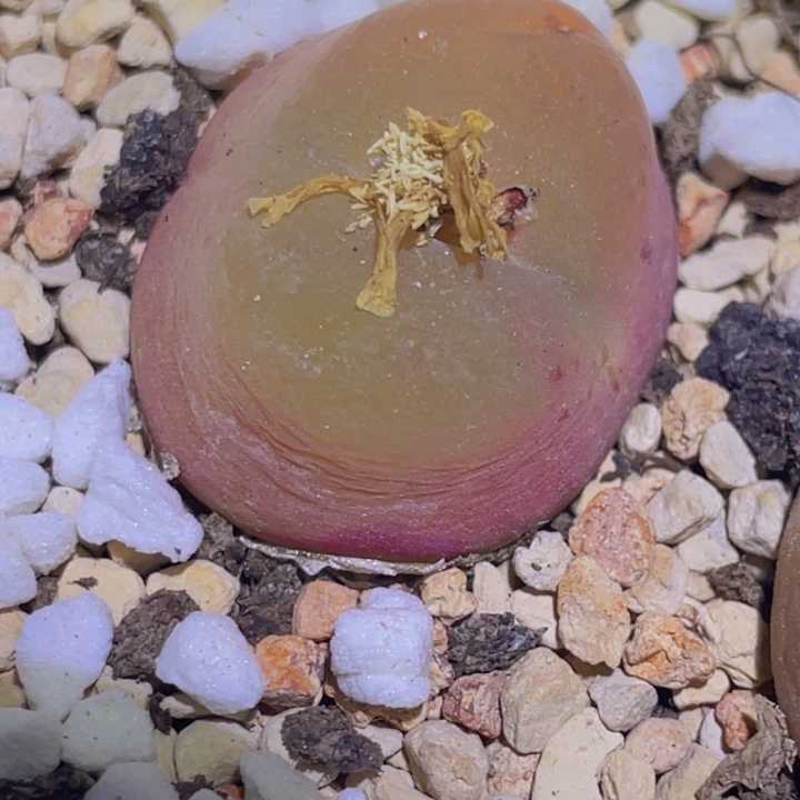 4888998898588888888888