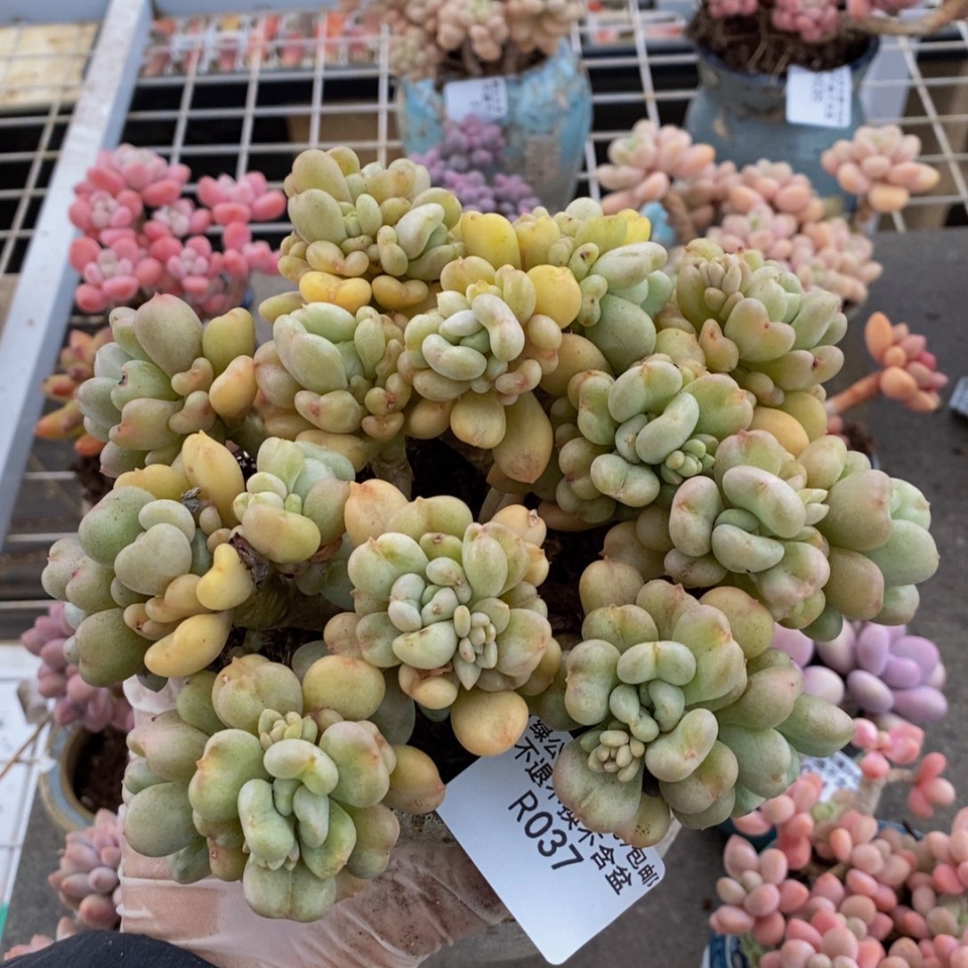 比尔盖茨037/12c m