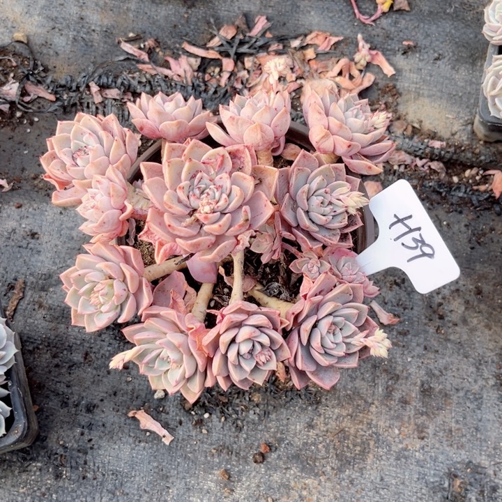 多肉植物9.9包邮