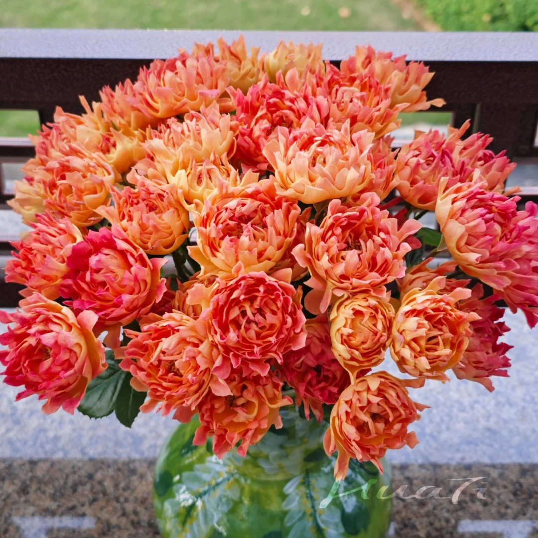 云花巷#【黄海葵】高品质鲜切花云南基地直采顺丰直发