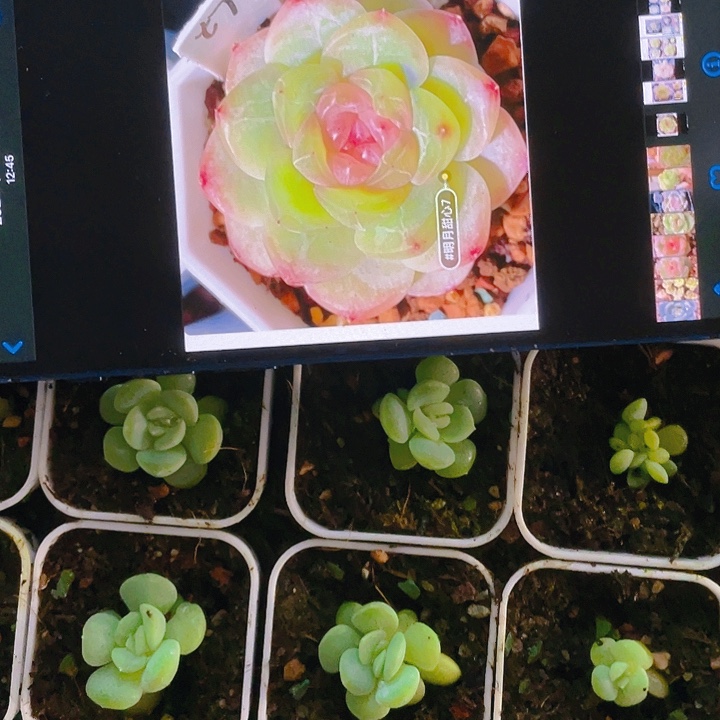 明月T7 中盆一个满25包邮