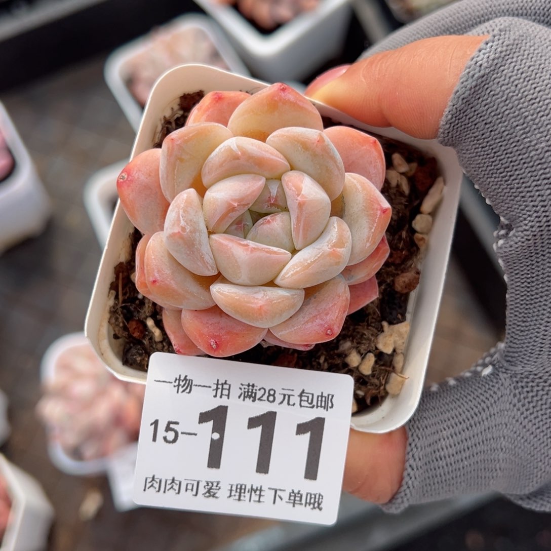 雪厚多肉多肉多肉多肉