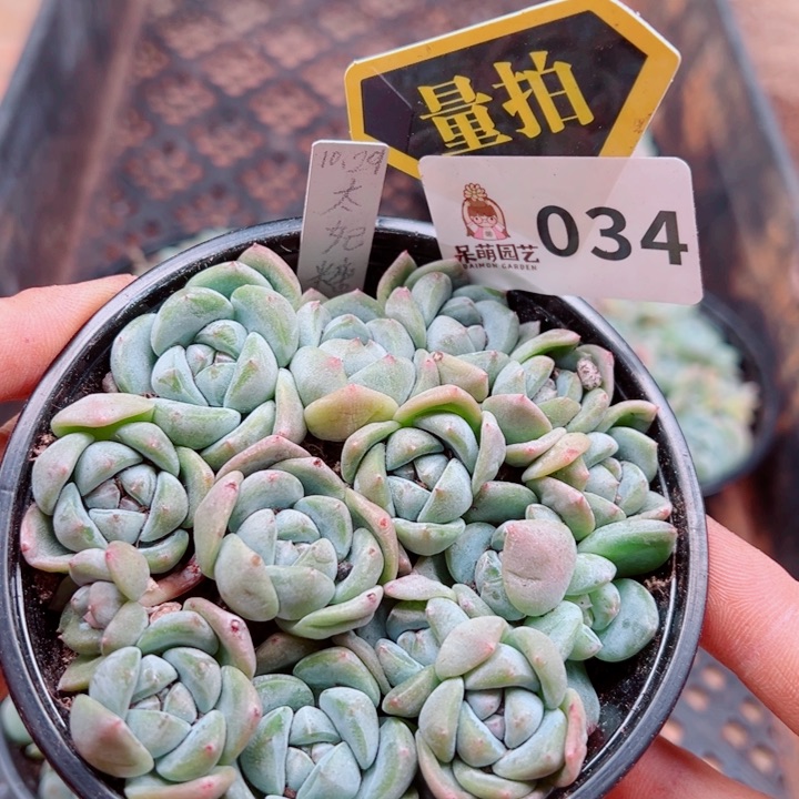 多肉植物多肉植物