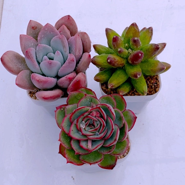 多肉植物奥普琳娜千代田单月光女神送盆土32