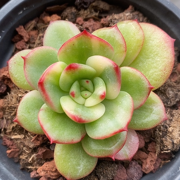 三文鱼花锦多肉植物