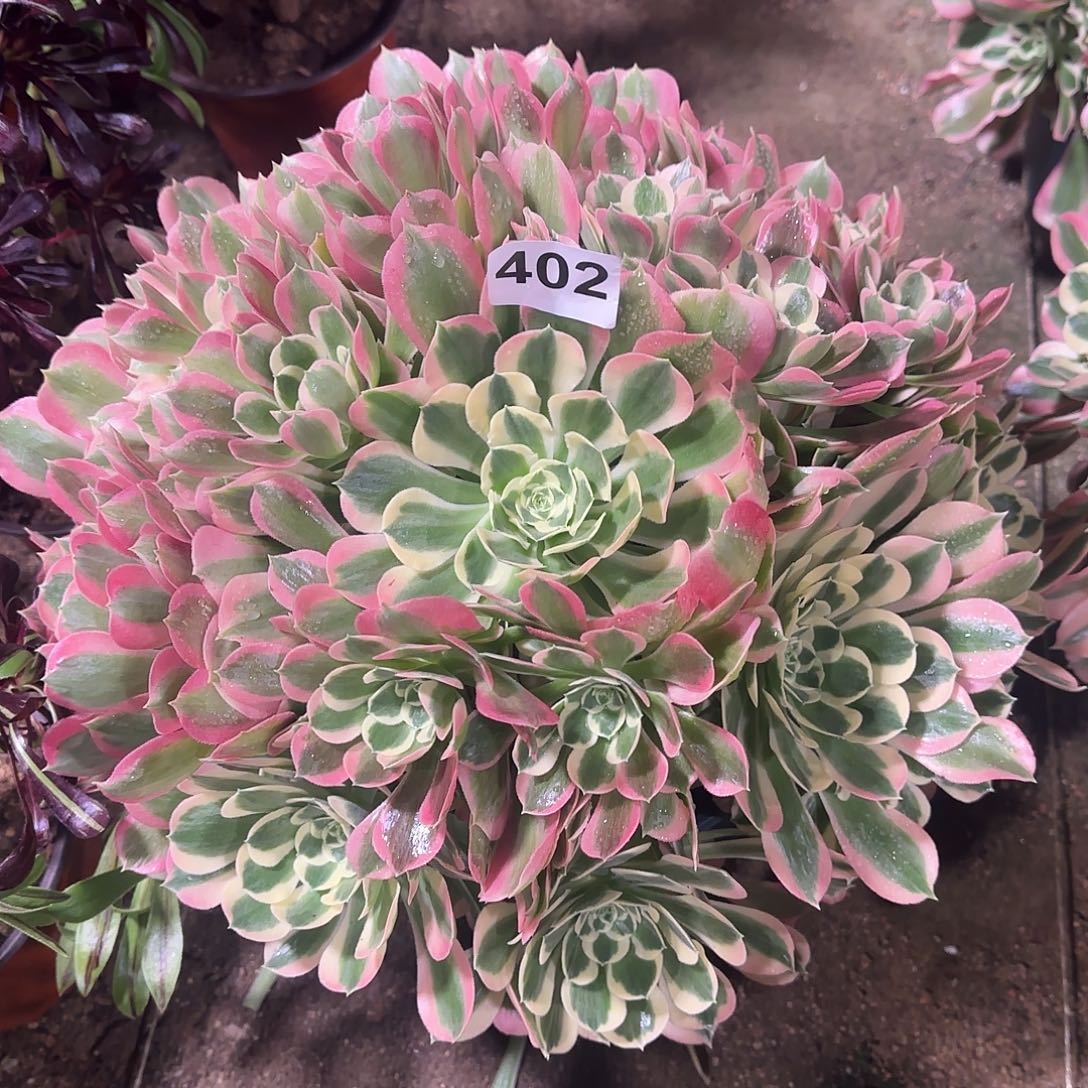 多肉植物白凤402