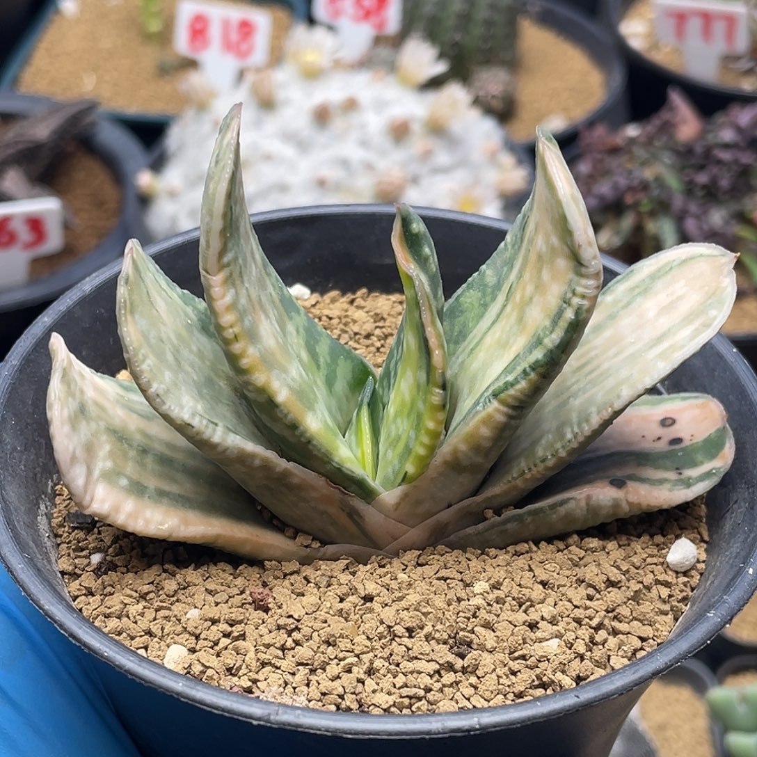 实生扇形卧牛锦仙人球