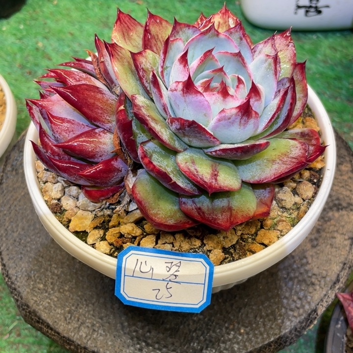 心***琴惊鸿仙子一物一拍