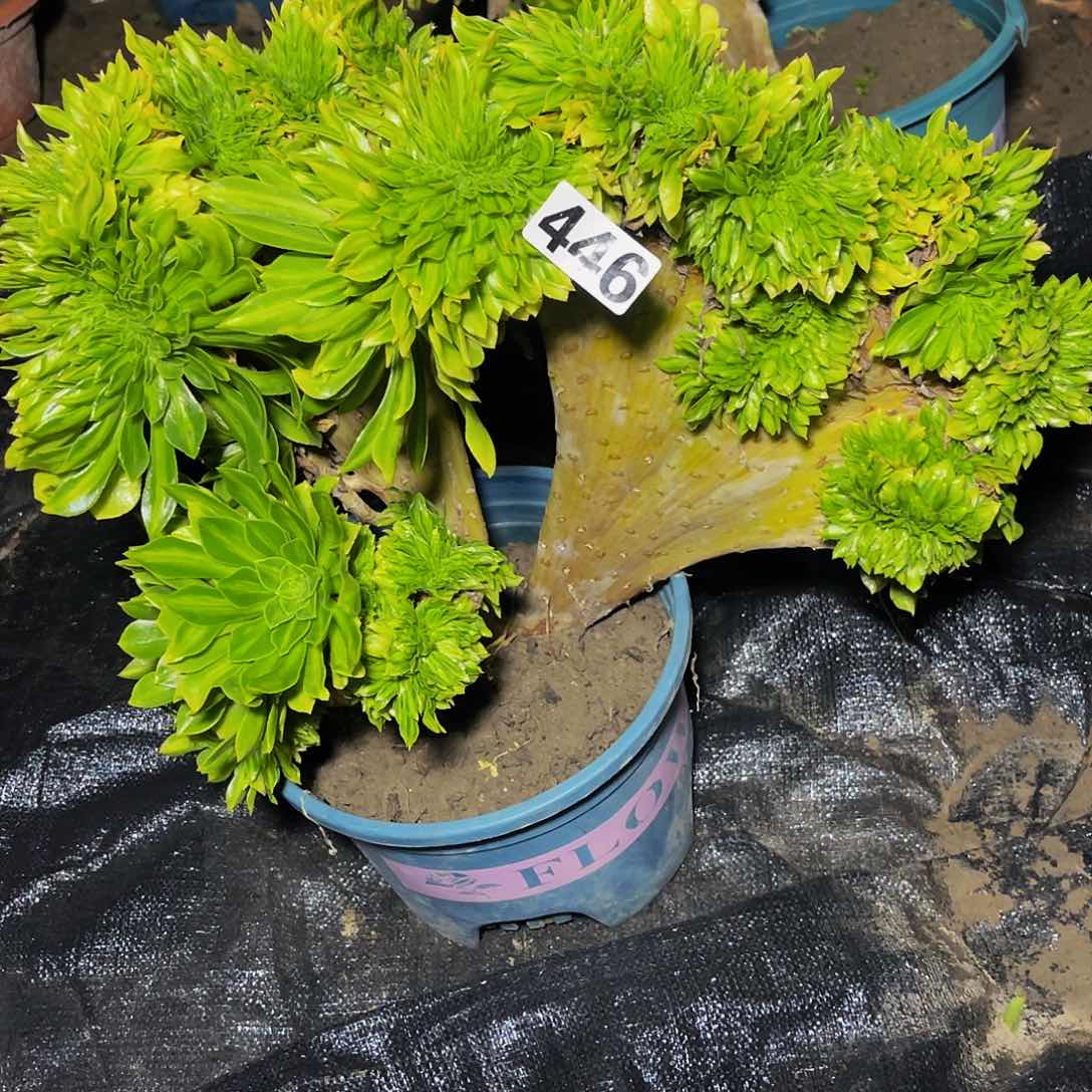 法师法师15/33包邮法师