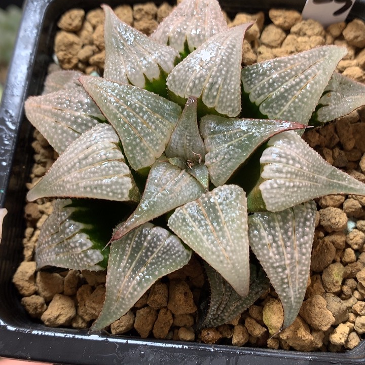 实生寿母本带盆土