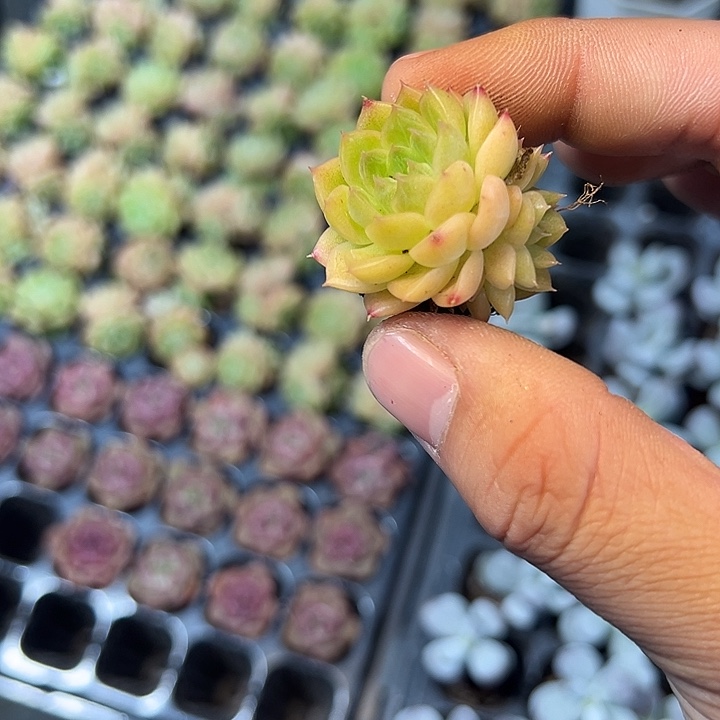 双头麦秆 满10颗包邮