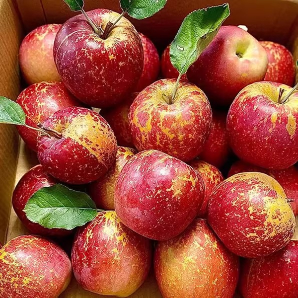 【脆甜丑苹果冰糖心】正宗四川大凉山当季新鲜水果现摘盐源红富士1