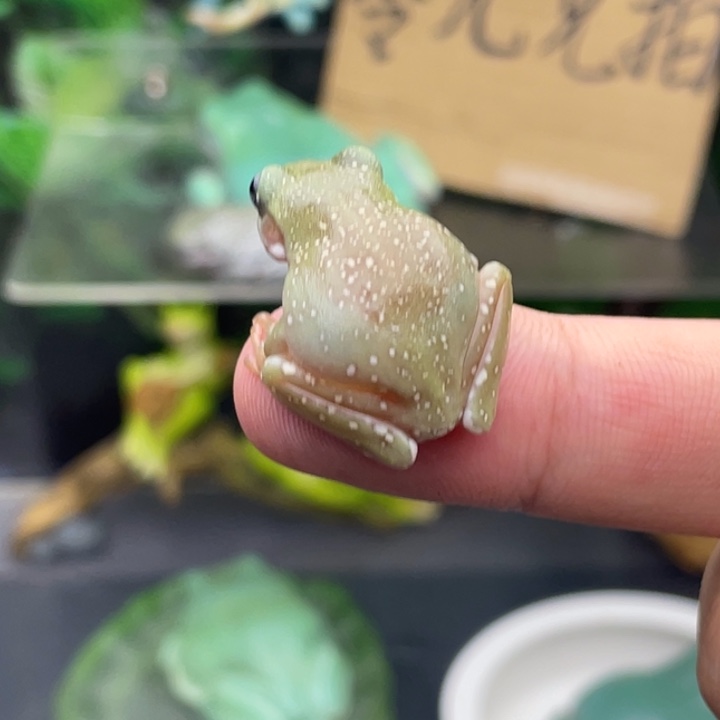 我***派老爷树蛙28号加热包