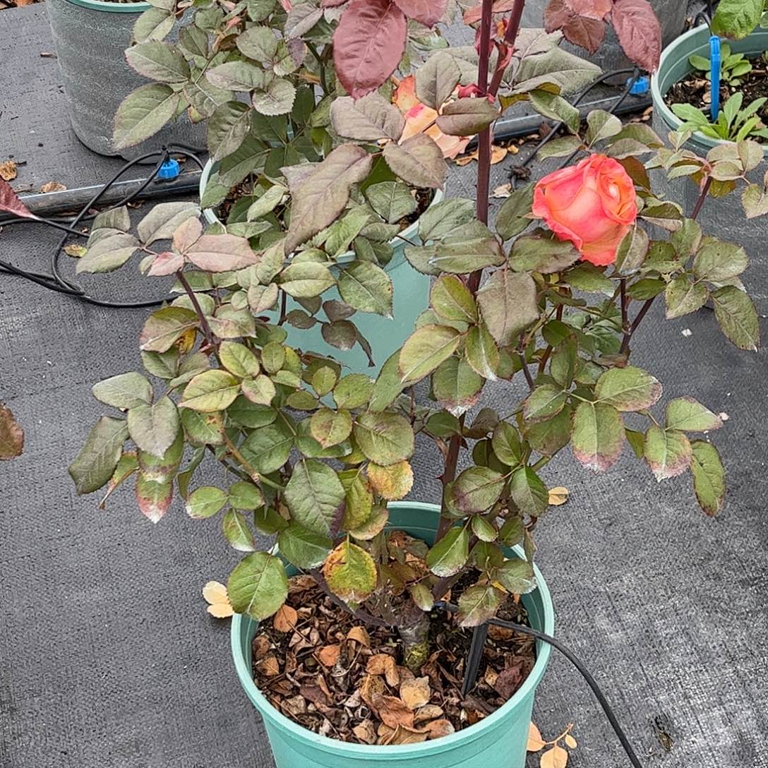 无花朵方可桃，1.8加仑土球修剪发货