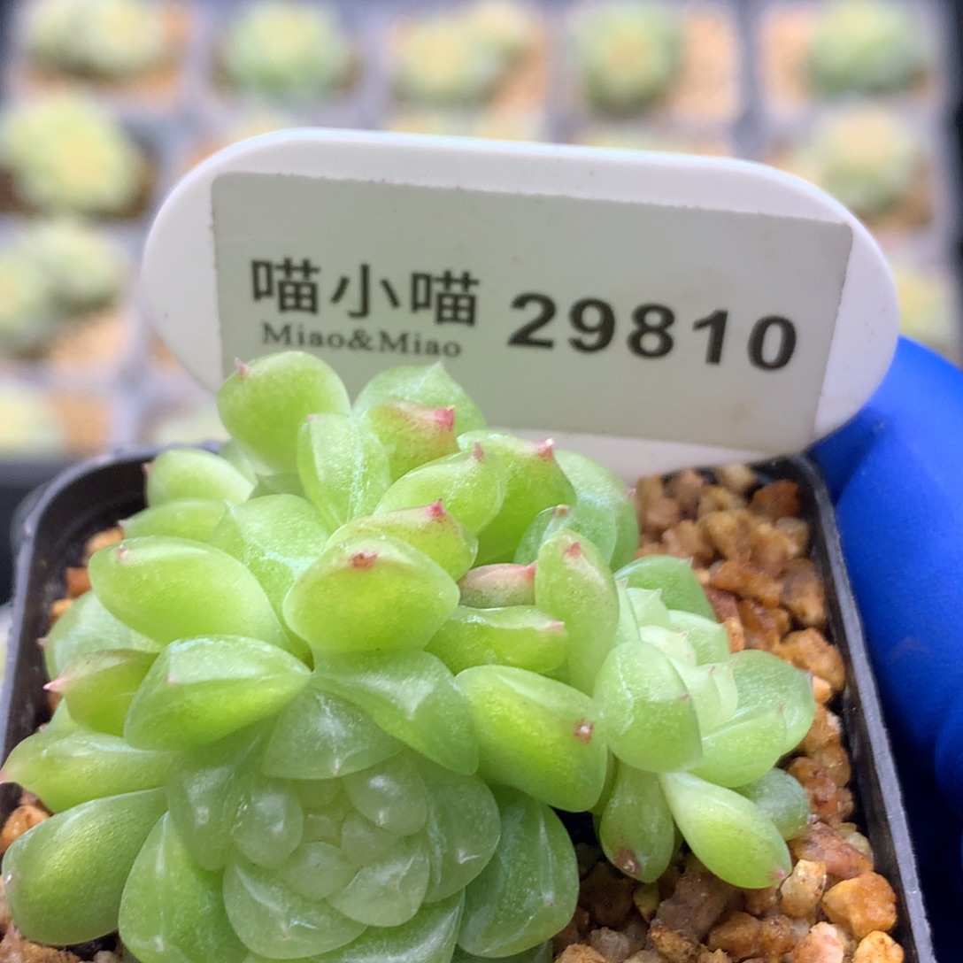 ****慈多肉植物杂交珍妮