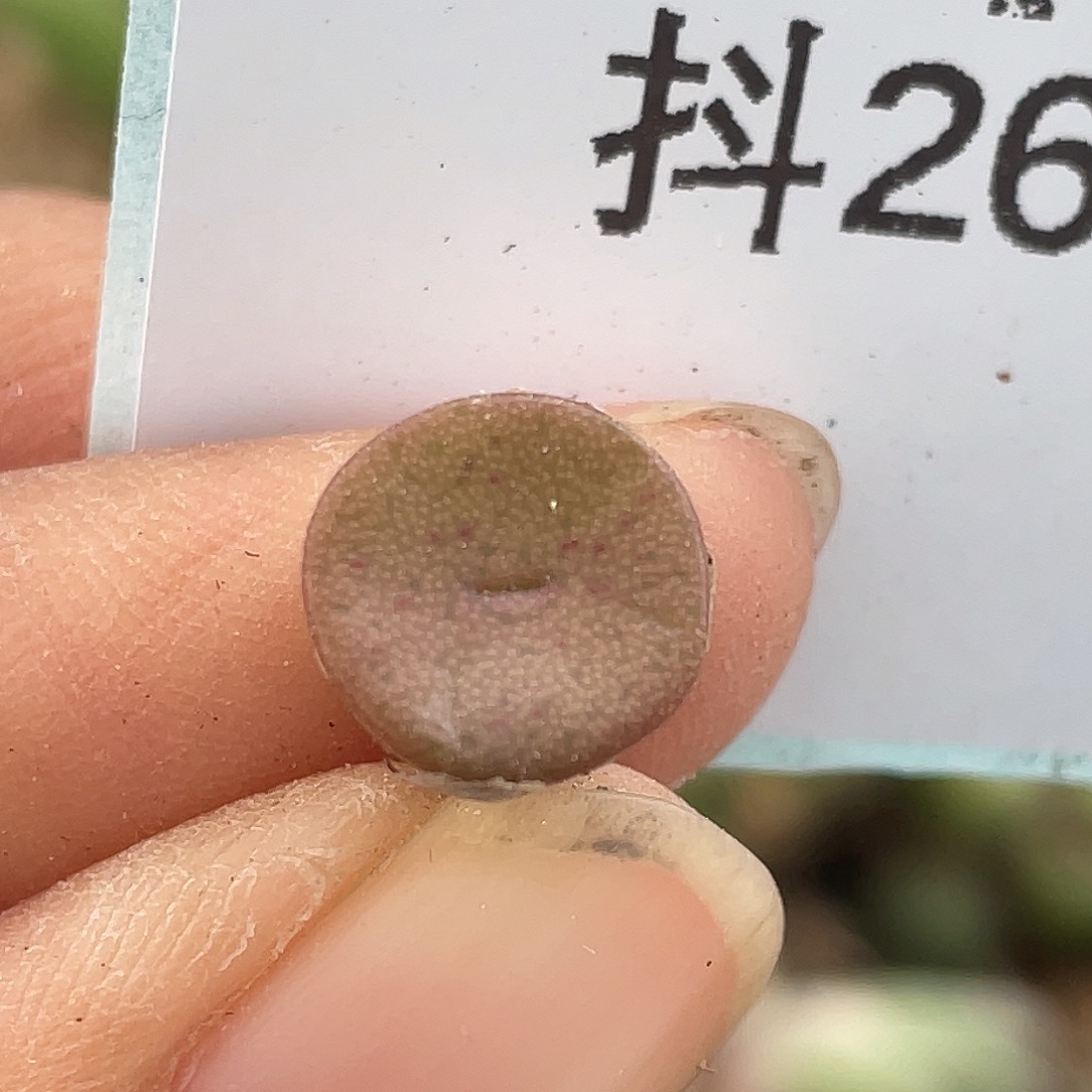 26-9金币多肉植物