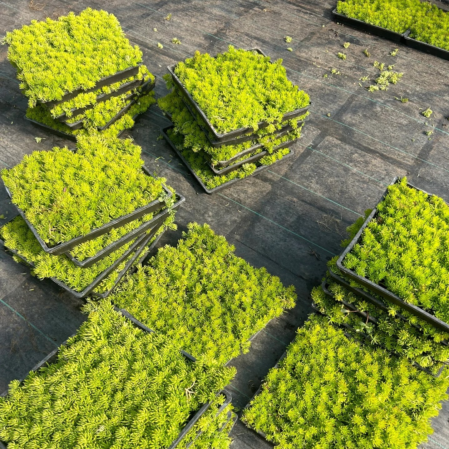 金叶佛甲草花镜地被植物水培植物耐旱北方露养栽培屋顶打理改良