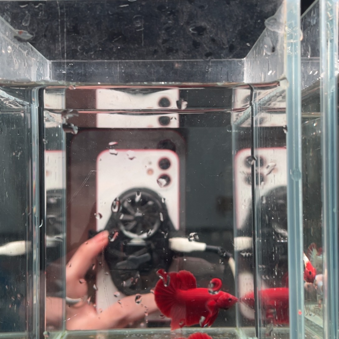 斗鱼印尼精品斗鱼80